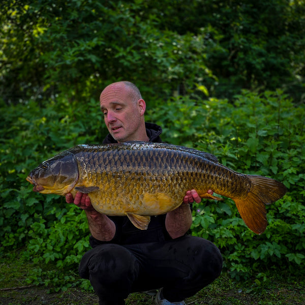 angler knelt down holding big common carp with green foliage behind him