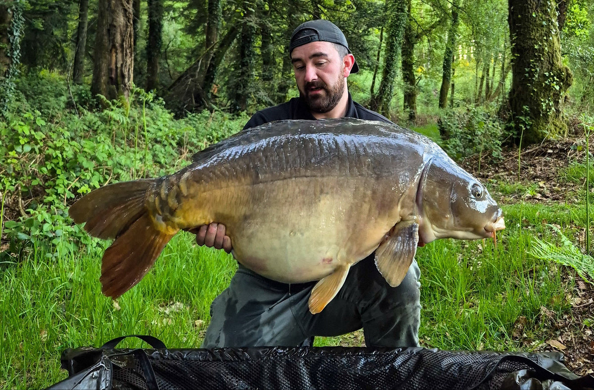 Max attract team member phil jeeves holding a large mirror carp over a mat with a forest of trees behind him
